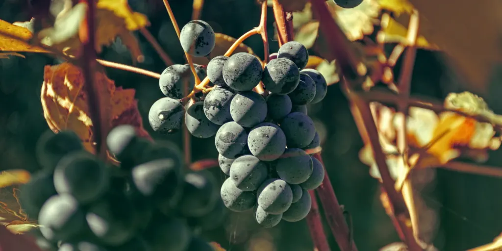 Les Vignerons de Chardonne